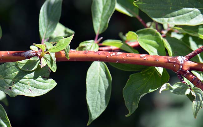 Cornus sericea, Red-osier Dogwood, Southwest Desert Flora